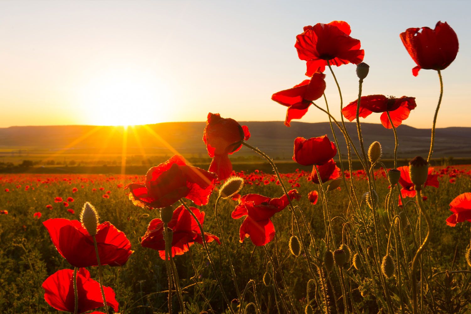 Rayner House Remembrance Day